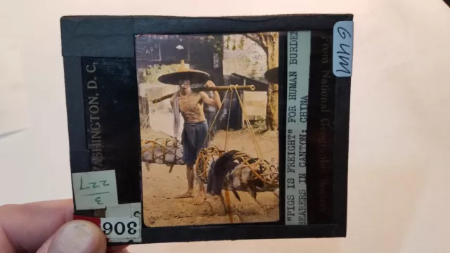 Colored Glass Magic Lantern Slide GUM CHINA CHINESE CANTON PIGS CARRIED NAT GEO