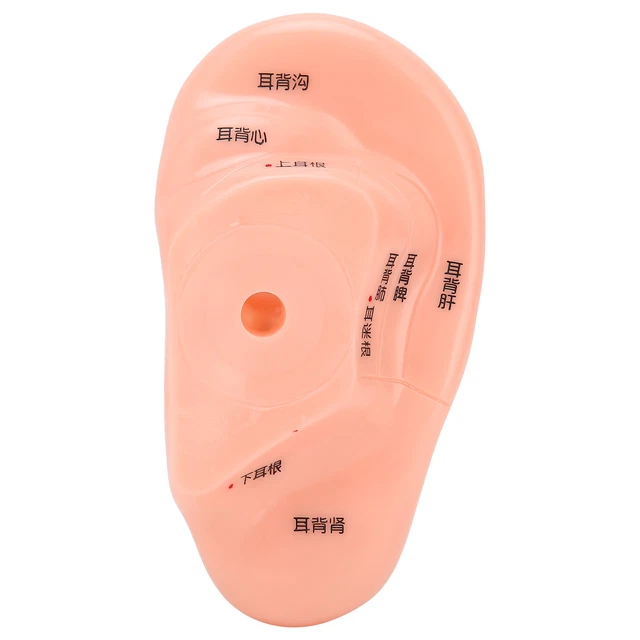 Ear Zone Modello Di Massaggio Punto Di Agopuntura 'orecchio Umano Pe