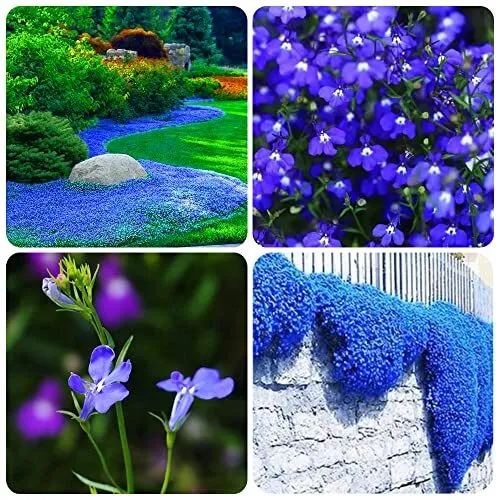 1000+ Blue Creeping Thyme Seeds for Planting Dwarf Ground Cover Plants Easy