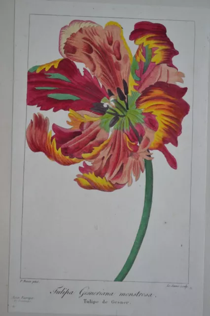 " TULIPE DE GESNER " GRAVURE AQUARELLEE XIXe S. BOTANIQUE