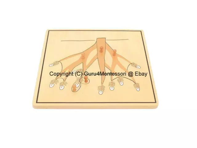 NEW Montessori Botany Material- Parts of Root Puzzle