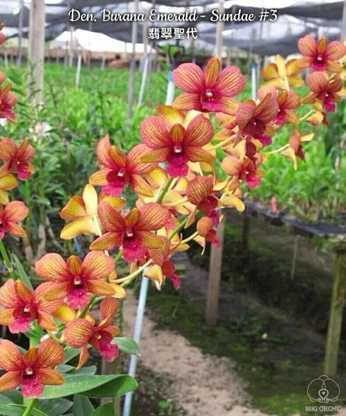 Orchid Orchidee Dendrobium Burana Emerald - Sundae #3 (6 L)