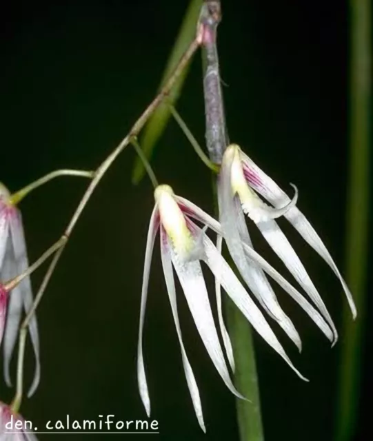 Orchid - Species‐ Dendrobium Calamiforme