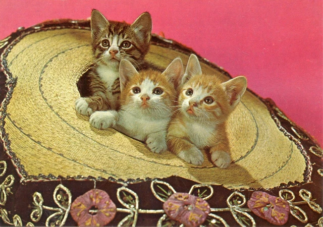 Cpsm / Carte Postale / Chat / Cat // Photo