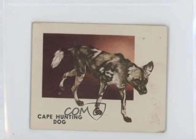 1951 Topps Animals of the World R714-1 Cape Hunting Dog #110 0o2b