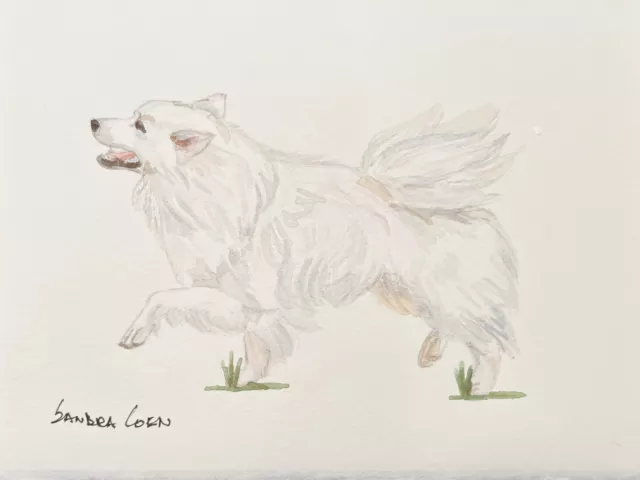 American Eskimo Dog Original Watercolor by Sandra Coen playing