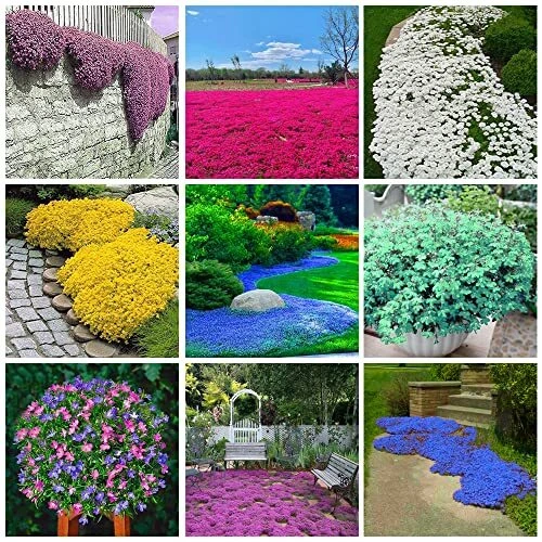 3000+ Mix Creeping Thyme Seeds for Planting, Thymus Serpyllum Heirloom, Groun...