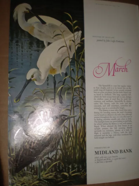 Midland Bank John Leigh Pemberton art advert Spoonbill Bittern March 1964 ref AY