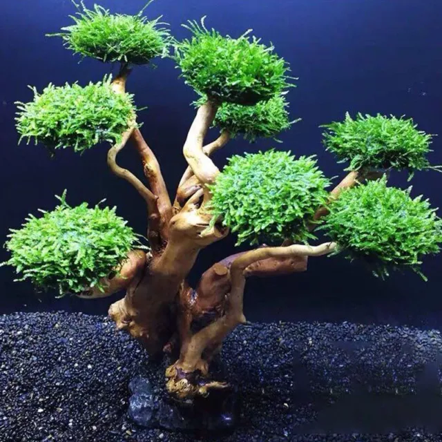 Aquarium Décoration Driftwood Arbre Paysagisme Bois Plante Racine 21-25cm