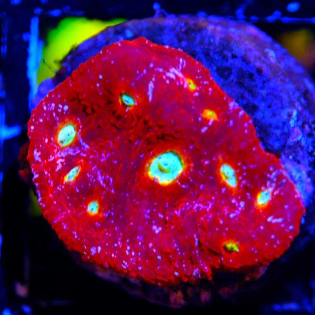 COE WYSIWYG Live Coral Frag ~ Fuego Burst Chalice Coral ~ LPS ~ SPS ~ SOFT