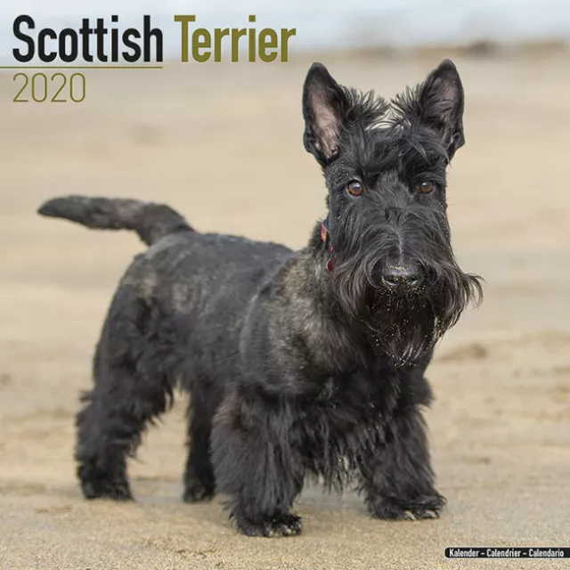 Calendrier 2020 - SCOTTISH TERRIER