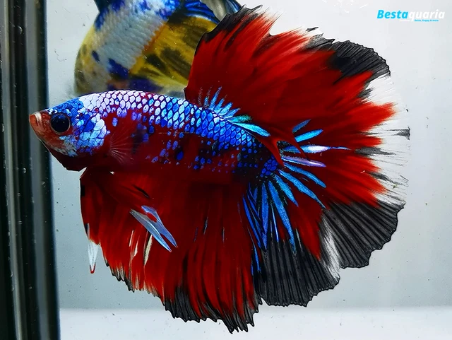 Premium Live Betta Fish l Male Halfmoon Red Galaxy Samurai
