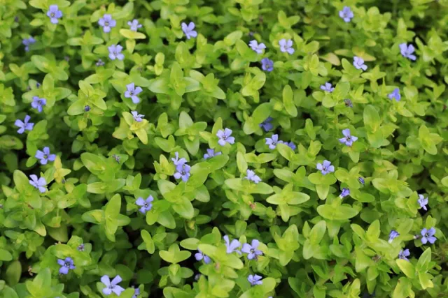 Bacopa Amplexicaulis Caroliniana X 5 Live Tropical Aquarium Freshwater Plants