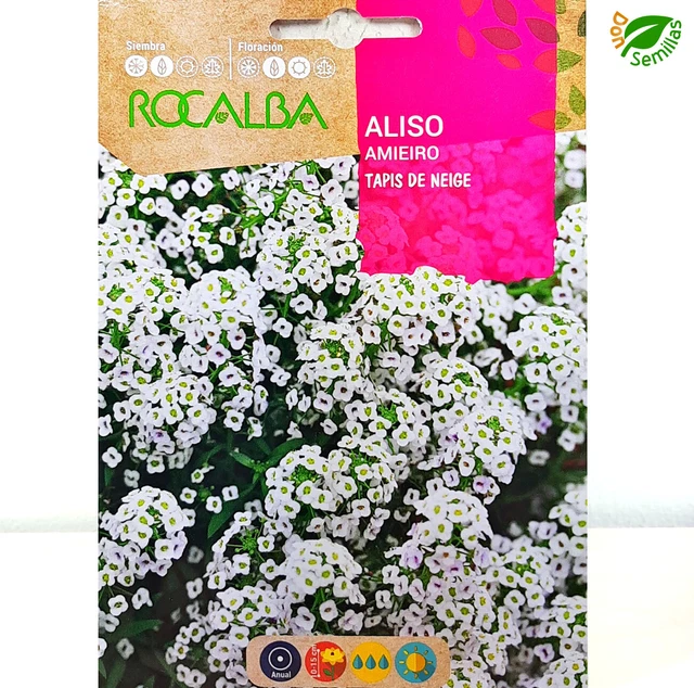 Alyso Tapis De Neige Blanco - Semillas(100) Made In Holanda
