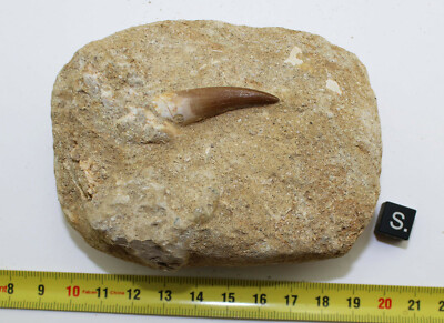 1 dent de Globidens sur matrice dinosaure - 022 