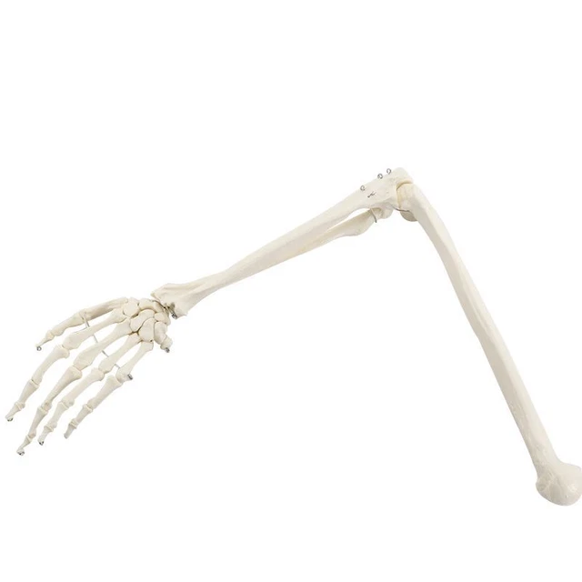 HUMAN UPPER LIMB Arm Radius Hand Bone Anatomy Model Medical Science