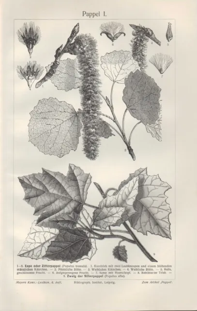 Lithografie 1906: Pappel I/II. Espe Zitter-Zweig-Silberpappel Schwarzpappel