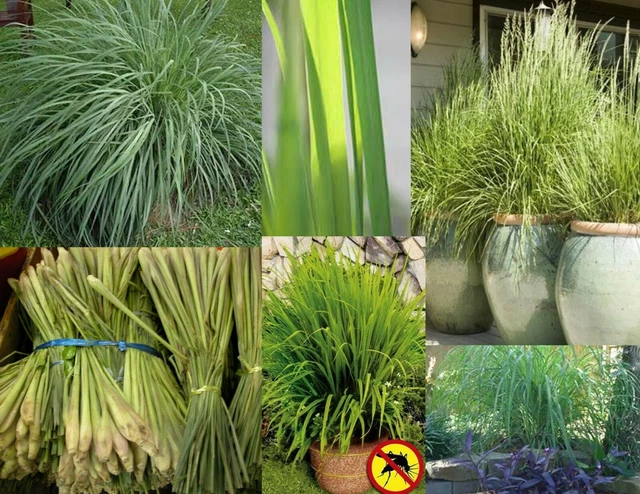 100+ Lemongrass Seeds, Heirloom & NON-GMO, Always Fresh Seeds for Your Garden
