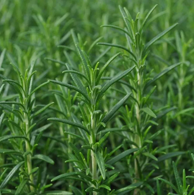 3 x Rosemary Herb Plants in 9cm Pots - Upright 'Miss Jessops'