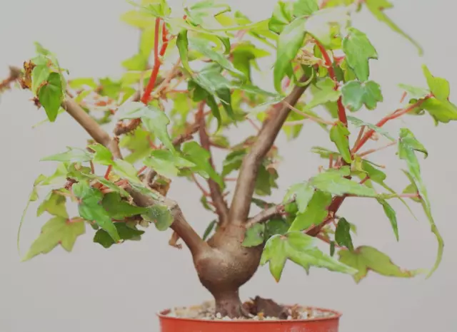 Begonia dregei v. partita - Caudiciform Succulent