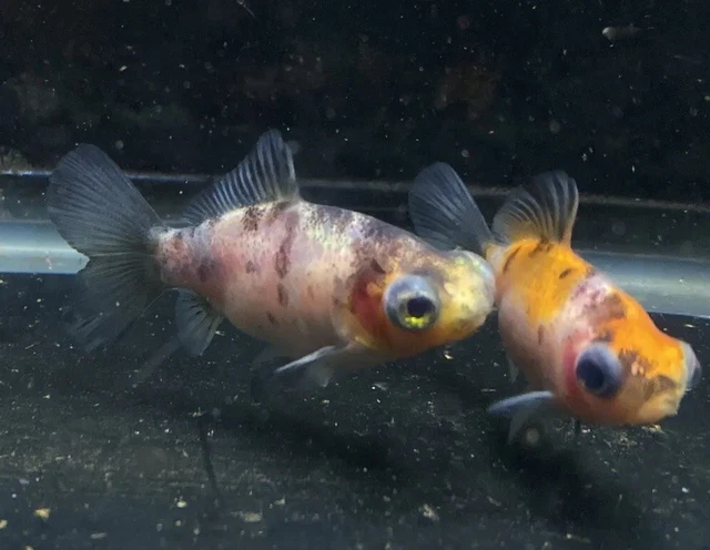 Live Calico Telescope Eye Bristol Shubunkin Goldfish Fry 1" - 3" - Rare Goldfish
