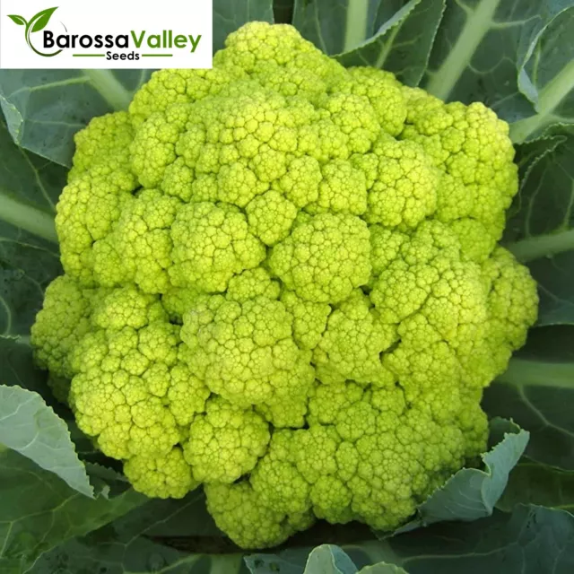 CAULIFLOWER Macerata Green 135+ Seeds vegetable garden FROST HARDY winter 