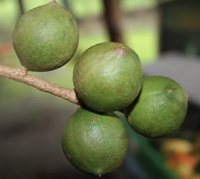 Macadamia Integrifolia- Noyer de Macadamia (1pianta En A40-5x6, 5x15)