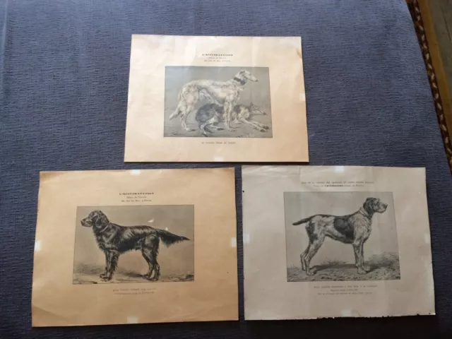 L' ACCLIMATATION : JOURNAL DES ELEVEURS  ( lot de 3 planches chiens vers 1890 )