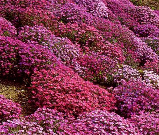 AUBRIETA ROCK CRESS CASCADE MIX Aubrieta Hybrida Superbissima - 50 Seeds