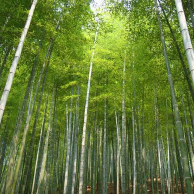 100Pcs Giant Moso Bamboo Seeds Phyllostachys Pubescens Garden Plants