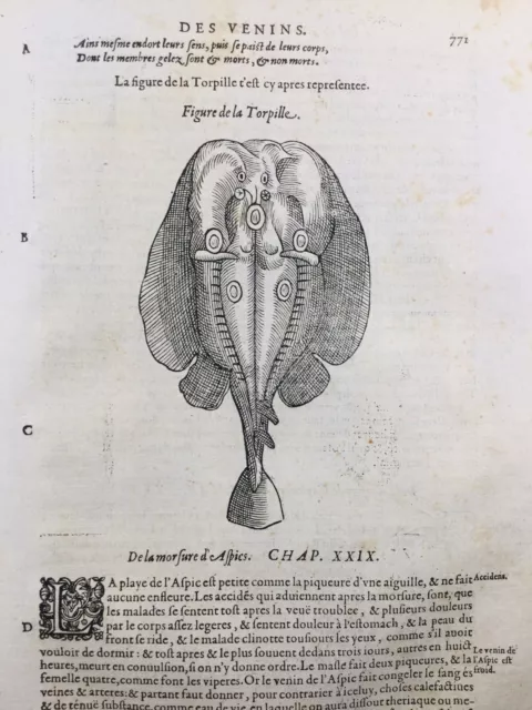 Raie Torpille 1614 Docteur Lefevre Moulins Castelpers Vipère Ambroise Paré