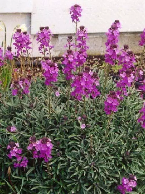 Pack x6 Erysimum 'Bowles Mauve' Perennial Wallflower Plug Plants