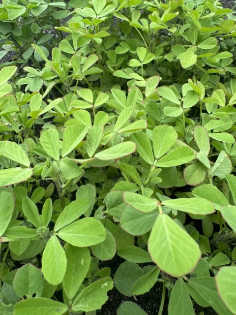 Fenugreek Seeds 200+ Seeds (TRIGONELLA FOENUM) Herb Garden Green Manure