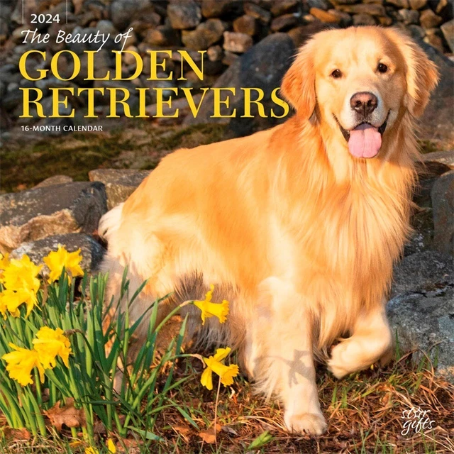 THE BEAUTY OF Golden Retrievers 2024 12x24" Monthly Square Wall
