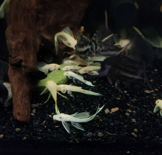 (3)L144-Blue Eye Lemon Longfin Bristlenose Pleco 1"+ 3