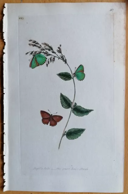 Donovan Originaldruck Koloriert Butterfly Schmetterling Papilio rubi - 1792