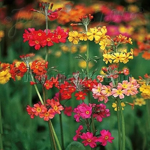 Candelabra Primroses / Primula x bulleesiana / Hardy Perennial / 100 Seeds