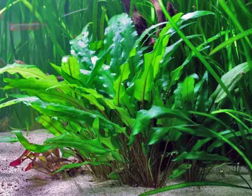 Aquarium Plants Cryptocoryne wendtii Live Aquarium Plants Freshwater