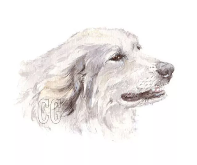 PYRENEAN MOUNTAIN DOG no2.      3 Blank Dog greeting cards by Christine Groves