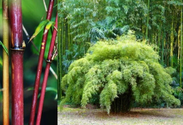 Fargesia fungosa (Borinda) Umbrella Clumping Bamboo 10 SEEDS •Rare Garden Plants