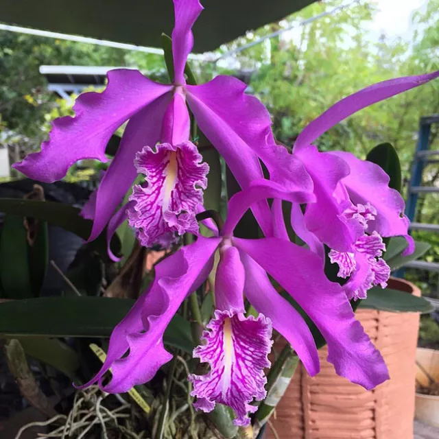 Orchid Orchidee Cattleya maxima 'Chadwick's Dark' (young plants) (27 Pr)