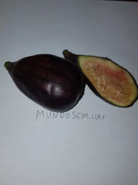 HIGO BREVA higuera ficus carica 600 semillas - seeds frescas