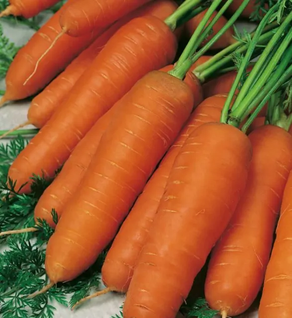 Carrot Resistafly F1 Seeds - Finest Quality UK Vegetable Seeds