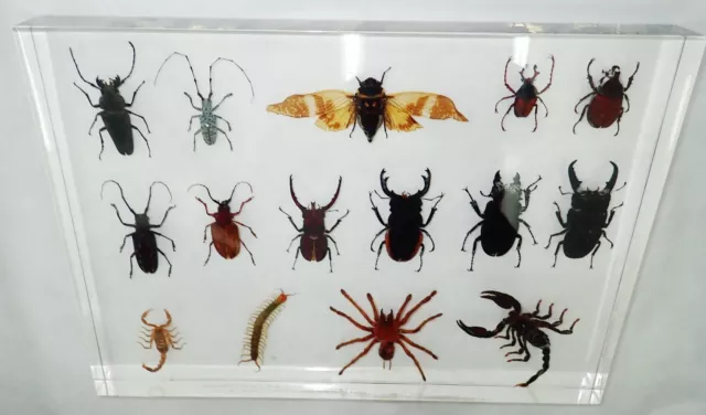 15 Spider Scorpion Beetle Centipede Cicada Collection Set Learning Aid BM1