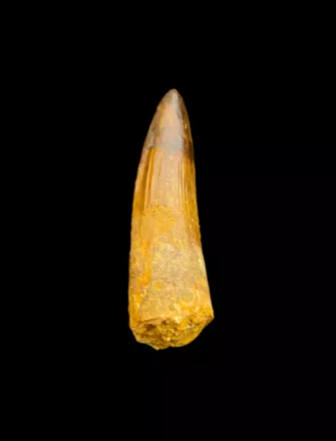 Gorgeous quality Spinosaurus Tooth Dinosaur tooth, 112 to 93.5 million years old