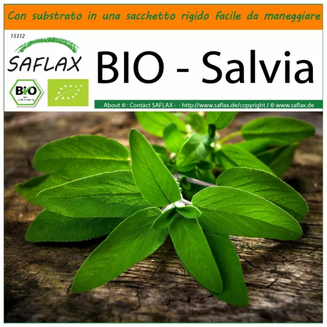 SAFLAX Garden in the Bag - BIO - Salvia - 60 semi - Salvia