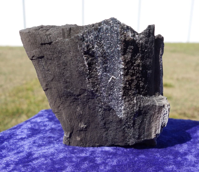 Smoky & Clear Quartz Crystals in Petrified Wood SELF STANDING frm Utah Mountains