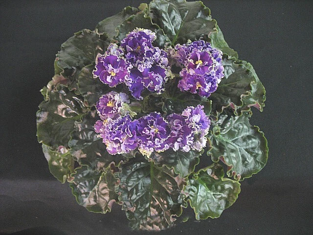 African Violet Plant "Cajun's Royal Knockout"