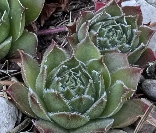 Sempervivum  "Jack Frost" ( Amazing Plant !!!!!! ) 3 Plants