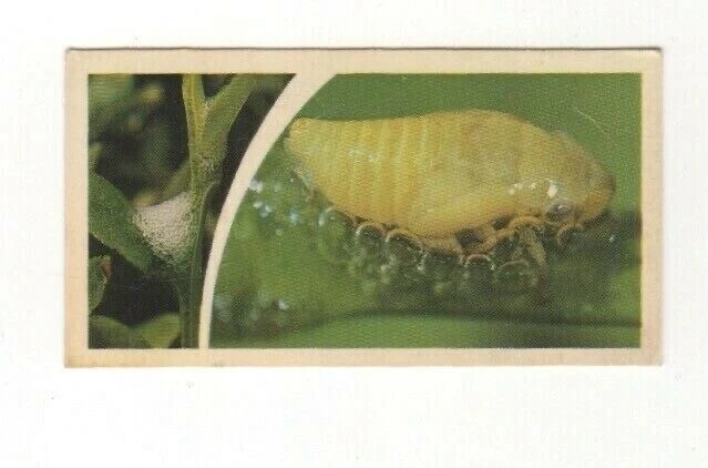 Brooke Bond Microscopic Images 1981 Cuckoo Spit